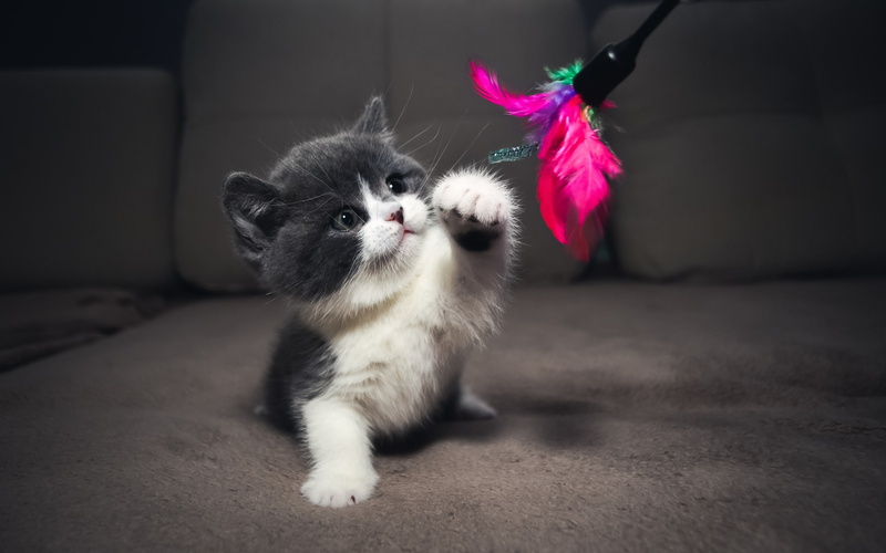 animal head, vertebrate, pink color, domestic, innocence, baby animals, one animal, kitten, 2K, whisker, indoors, cute, pets, no people, cat, mammal, young animal