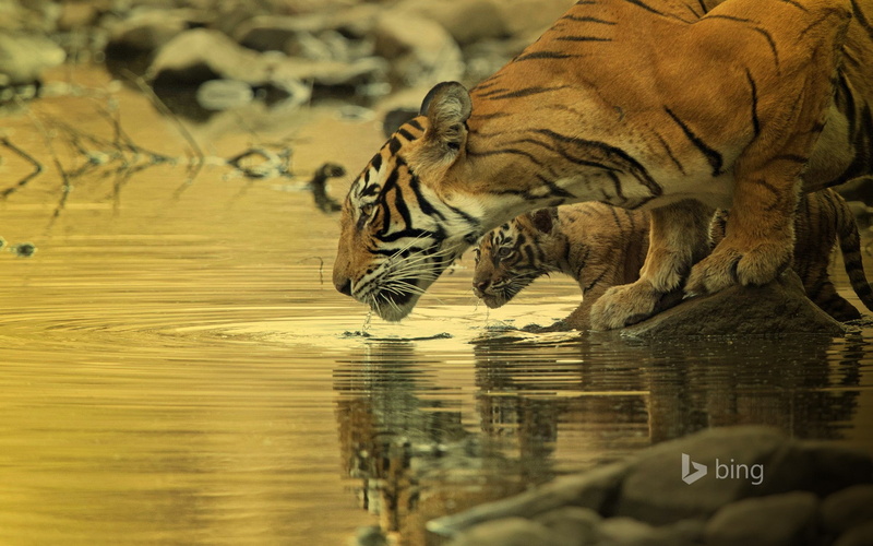 animal, one animal, animals, mammal, whisker, cat, baby animals, animal head, tiger, 1080P, reflection, big cat, water, vertebrate, drinking, feline, lake