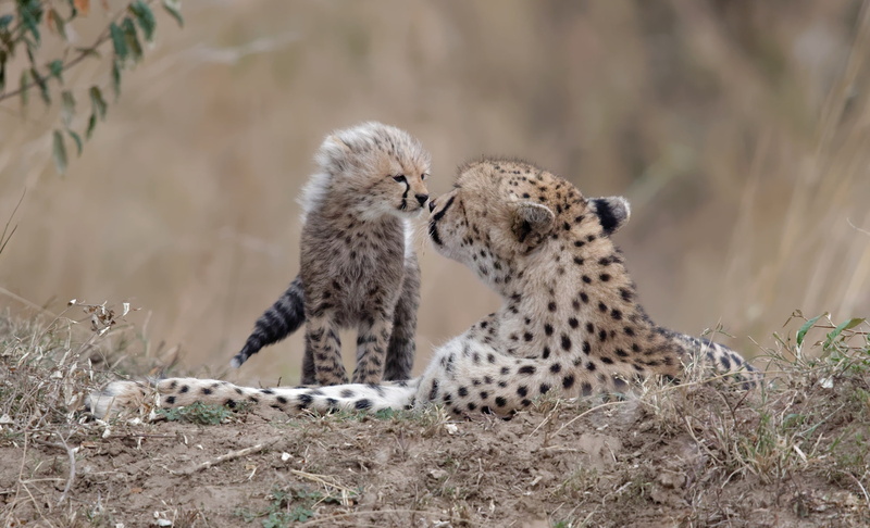 baby animals, 1080P, big cats, animals