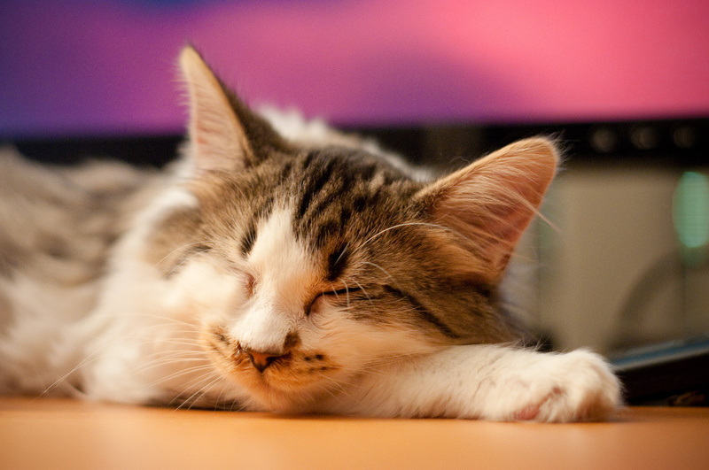 mammal, tabby, fur, peanut, young Animal, cat, doze, 2K, silver tabby, monitor, kitten, pets, feline, tabby cat, cute, animal, Passed out, domestic Cat