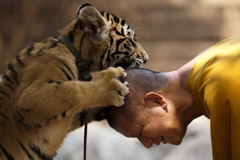 focus on foreground, mammal, human body part, kissing, tiger, side view, men, orange, feline, 480P, adult, headshot, profile view, Bengal tigers, cat