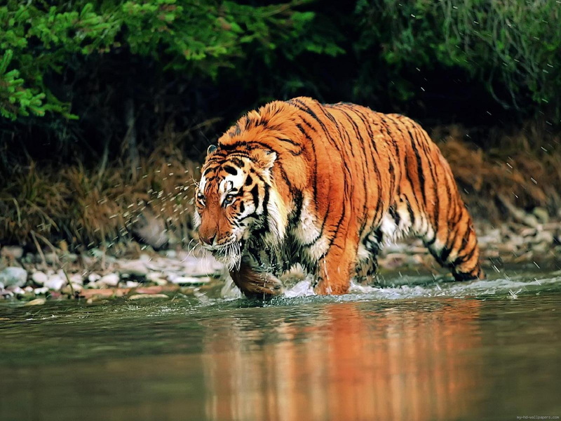 tiger, bengal, animal, river, water, crossing, 720P