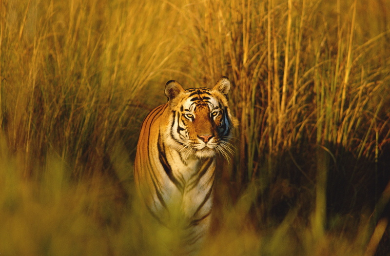 animal, big cat, plant, portrait, beauty in nature, tiger, no people, carnivora, bengal tiger 4k new  full hd, animal wildlife, animal themes, vertebrate