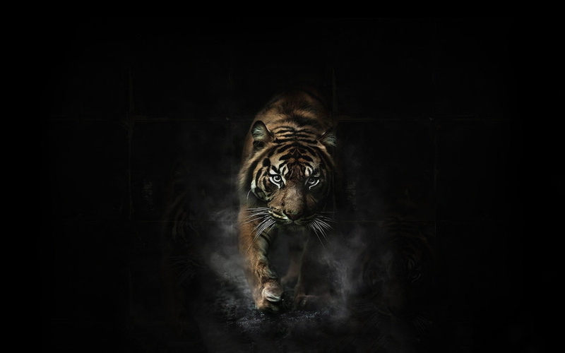 black background, no people, domestic animals, studio shot, one animal, tiger, looking at camera, big cat, portrait, animal, front view, indoors, dark