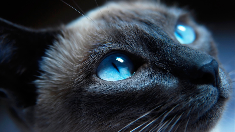 cool, cat, eyes, kitten, blue eyes, 4K, cute, awsome, nose
