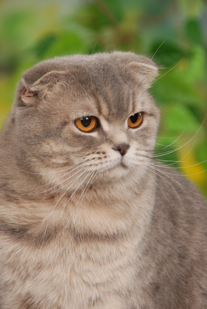 animal eye, feline, bernstein, animal, british, thoroughbred, fold, bkh, whisker, short hair, cat, animal themes, gray, domestic, looking, animal body part