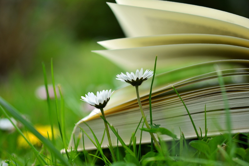 blade of grass, read, close-up, daisy, flowers, grass, outdoors, books, pitched, literature, two, photography, day, selective focus, education, relax, freshness