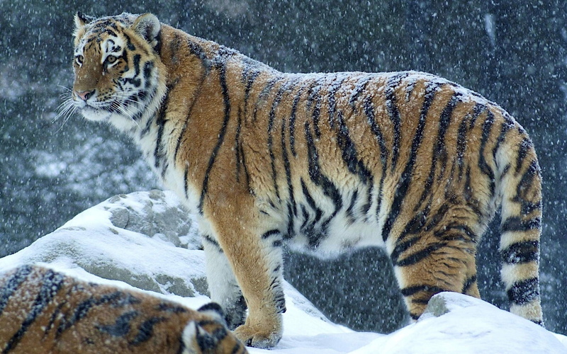 1080P, mountains, wildlife, Bengal tigers, snow