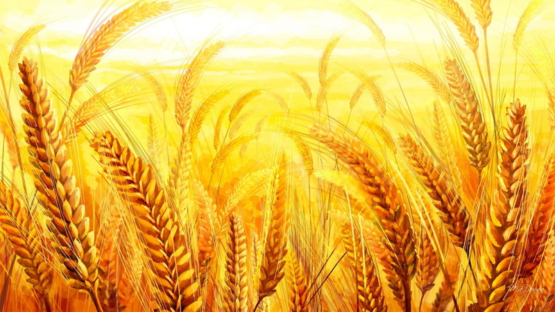 autumn, yellow, nature, summer, oats, farm, golden, gold, grass, bread, sunshine, wheat, grain, harvest, 1080P, fall