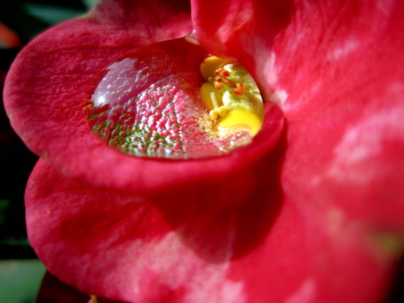 4K, euphorbia, focus, close-up, shallow, Best, shallow focus, macro, red, petal, droplet, Flower, milii, Euphorbia Milii, Nature, photography, plant, water droplet