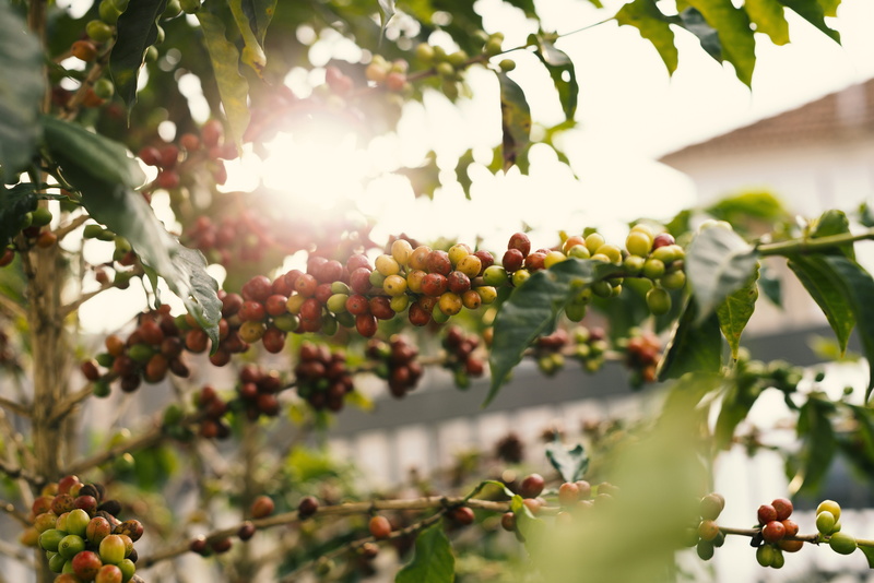 selective focus, nature, coffee plant, ripe, plant part, freshness, outdoors, coffee, farm, red, branch, produce, ripening, blur, cherry, food and drink