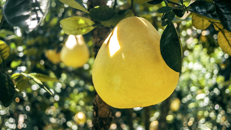 healthy eating, outdoors, focus on foreground, no people, smelling, food and drink, bean sprout, brie, pomelo, bean, lemon, produce, ripe, tree, durian