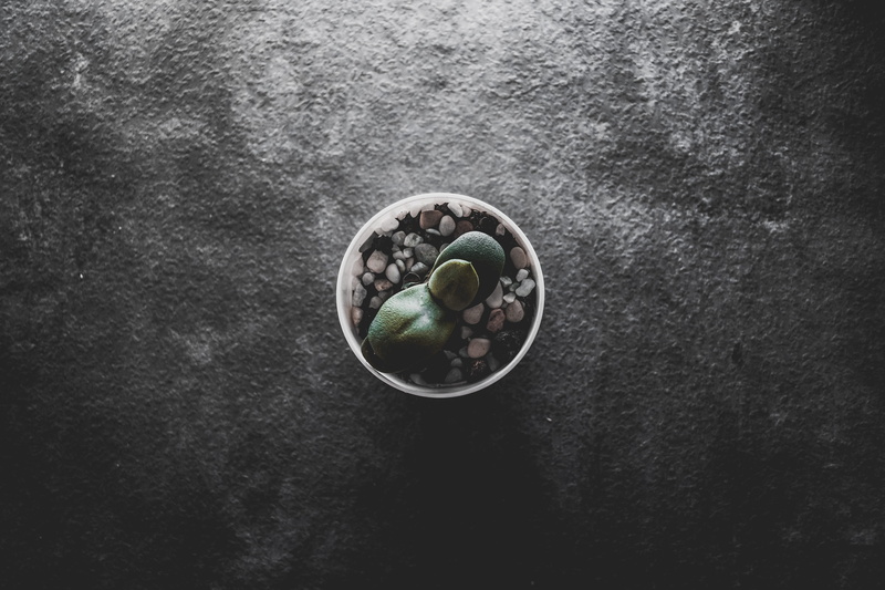green, japanese food, cutlery, food, wellbeing, plant, green color, sprout, sesame, grain, bean, pea, close-up, angle, seasoning, bowl, table, produce