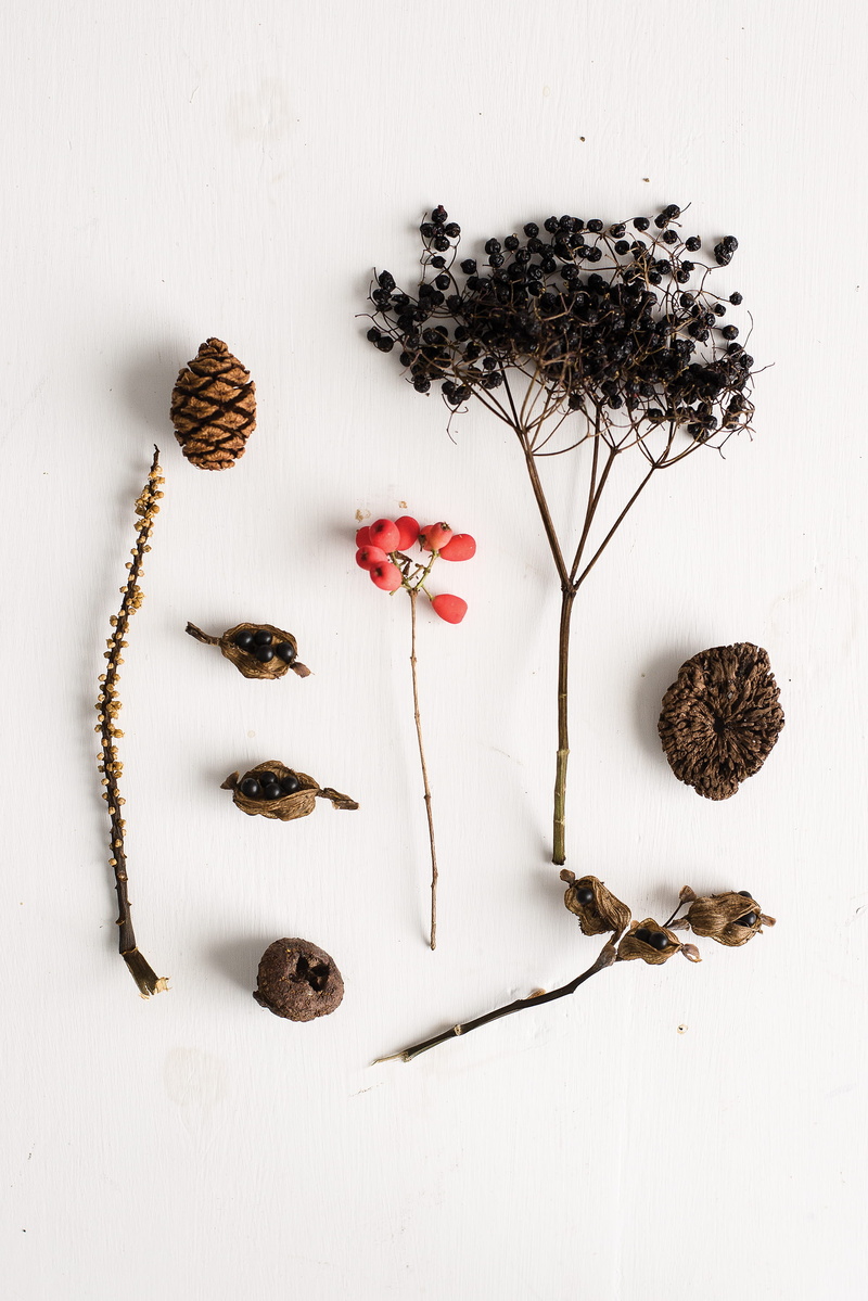 seeds, flowering plant, grain, herb, dill, flower, dried plant, 2K, seasoning, seed, person, no people, high angle view, dead plant, white background