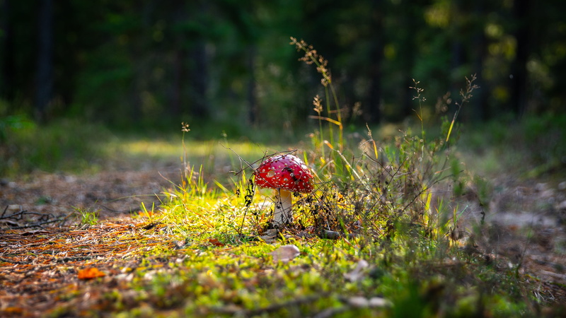no people, landscape, selective focus, food, flora, 4K, focus, growth, woodland, forest, moss, tree, photography, agaric, toadstool, beauty in nature