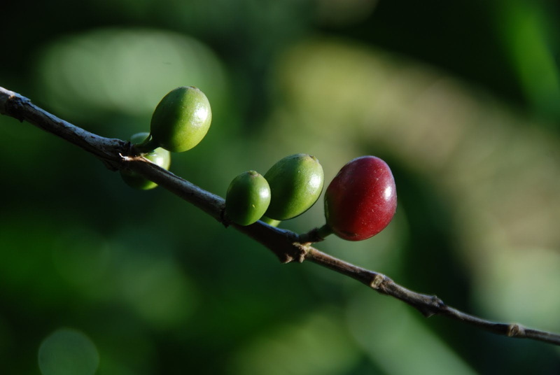 freshness, Rainforest, fruit, ripe, round green, food, green, leaf, Coorg, farm, fruits, nature, forest  retreat, red, Coffee pods, close-up, tree, round