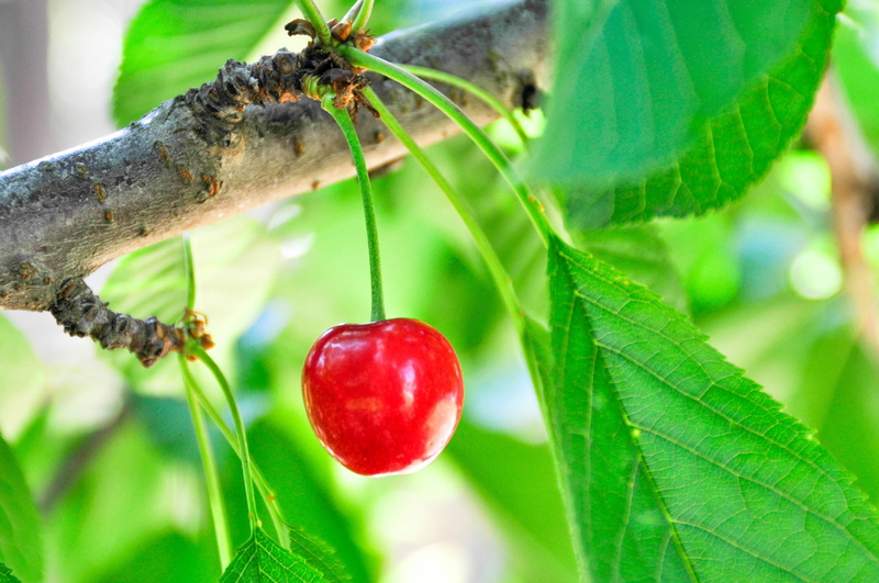 close-up, raw, red, green, vitamin, apple, tasty, nature, plant part, fruit, wellbeing, leaf, cherry, ripe, beauty in nature, eating, agriculture, freshness