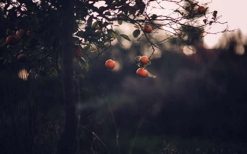 nature, wellbeing, plant, apples, day, land, freshness, growth, beauty in nature, photo, outdoors, no people, focus on foreground, fruit tree, food and drink