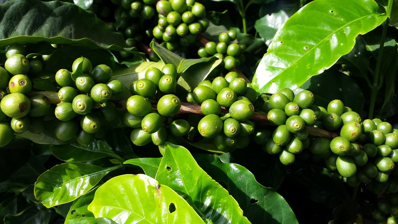 fruits, close-up, wellbeing, no people, focus on foreground, sunlight, food and drink, coffee, tree, 4K, leaf, agriculture, raw coffee bean, freshness