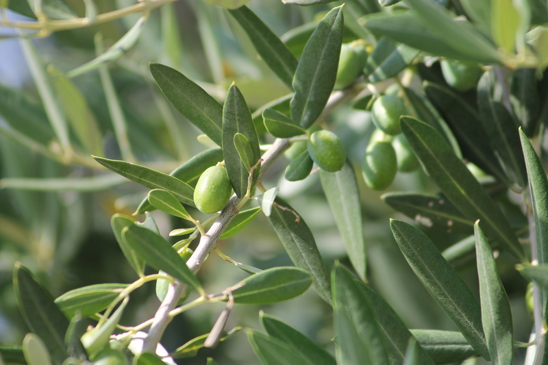 food, green color, food and drink, closeup, foliage, close-up, olive, focus on foreground, fruit, growth, photography, olive tree, nature, summer, green