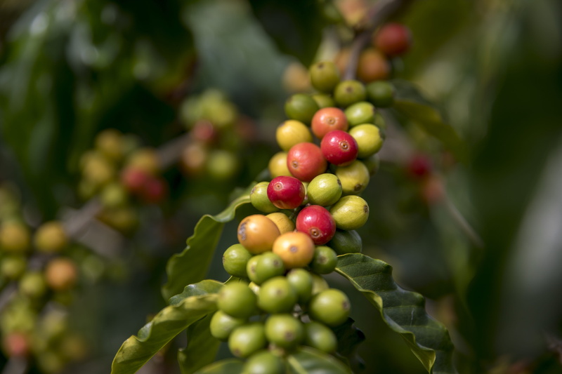 plant, coffee crop, kona, focus on foreground, food, plant part, hawaii, ripe coffee beans, ripe, outdoors, green color, food and drink, tree, united states