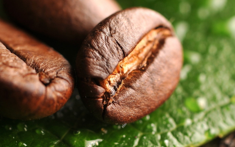 nature, coffee - Drink, corn, wood - Material, dark, backgrounds, animal, animal themes, mocha, coffee Crop, leaf, outdoors, gastropod, caffeine, breakfast