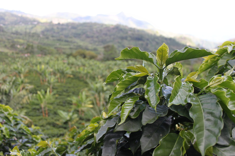 cafe colombia, crop, leaf, 4K, leafed, beauty in nature, landscape, aroma, Grains, land, food, rural Scene, food and drink, focus on foreground, agriculture