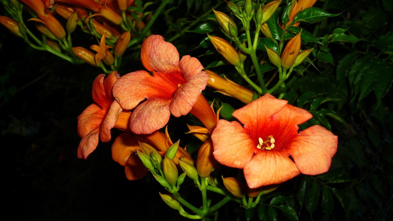 creeper, 1080P, flowers, 3d and abstract, orange, night, nature, scents, summer, trumpet