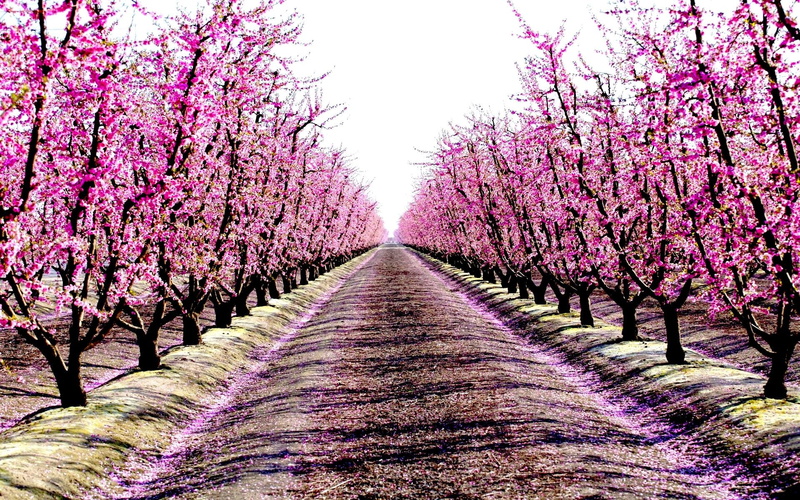 blossoms, 3d and abstract, pink, 1080P, path, trees, scented, alley