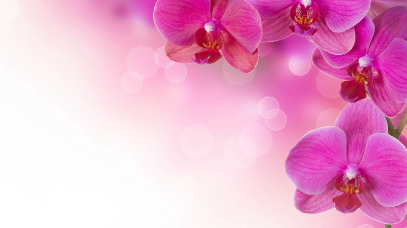 pink Color, botany, orchid, purple, macro, branch, copy space, outdoors, petals, colored background, freshness, softness, single Flower, close-up, nature