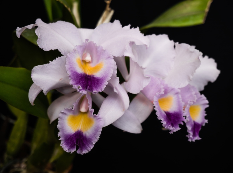 springtime, bobbestrosmm, orchidace, freshness, white color, gaskelliana, inflorescence, plant, outdoors, close-up, Nature, Flowers, black background, flower