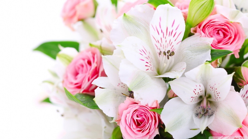 focus on foreground, lilies, white, pollen, flower head, close-up, springtime, rose - flower, inflorescence, flower arrangement, freshness, bouquet, 720P
