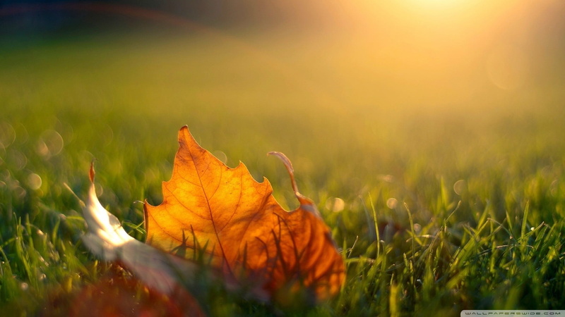 backgrounds, gold Colored, sunset, day, photography, macro, sunbeam, growth, light - Natural Phenomenon, season, close-up, dried, red, nature, freshness