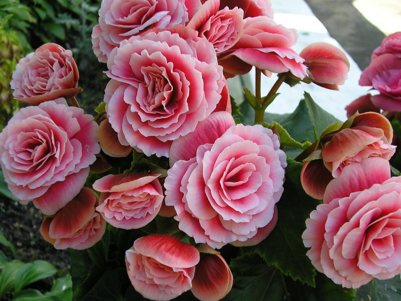 flower, photography, 3d and abstract, begonia, flowers, photo, cool, beautiful, pink, 1080P, nice