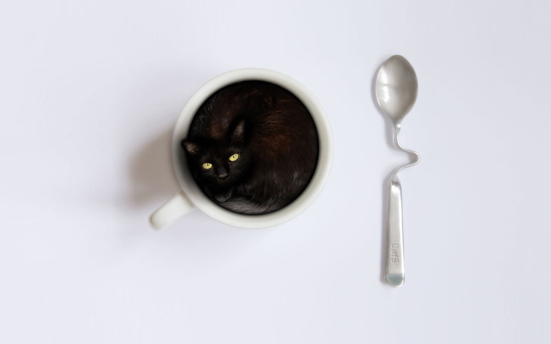 high angle view, no people, kitchen utensil, indoors, studio shot, household equipment, food and drink, cup, one animal, animals, single object, 1080P