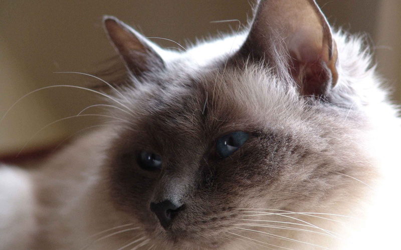 adorable, mocha, birman cat, cat, birman, 2K, lovable