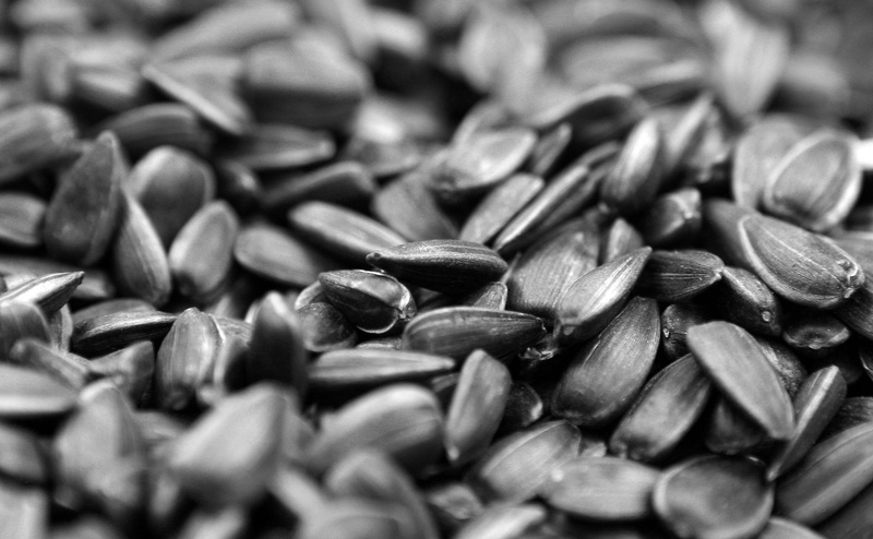 healthy eating, Black and White, heap, no people, shape, design, 4K, close-up, wellbeing, Seeds, selective focus, Sunflower, full frame, Food, indoors