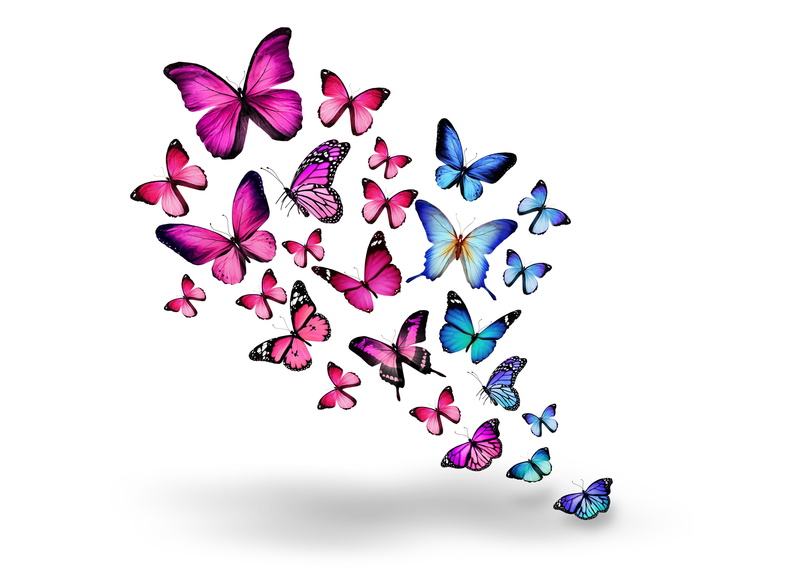 bokeh, high angle view, flowering plant, white background, animals, cut out, indoors, variation, no people, large group of objects, directly above, butterflies