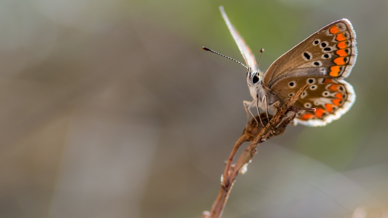 5K, insect, macro, butterfly, nature