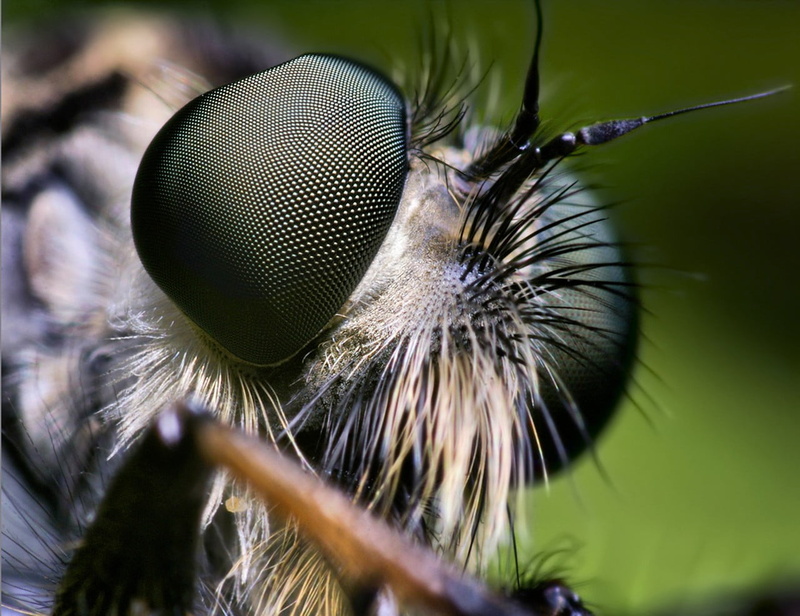 animal wildlife, butterfly, fly, small, animals, animal wing, animal themes, zoology, macro, animal body part, extreme close-up, invertebrate, one animal