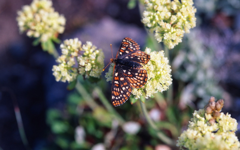 2K, butterfly, insect, flowers, nature