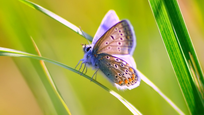 insect, grass, wildlife, 1080P, butterfly, animals