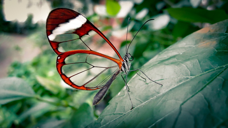 butterfly, photography, 4K, nature, plants, insect