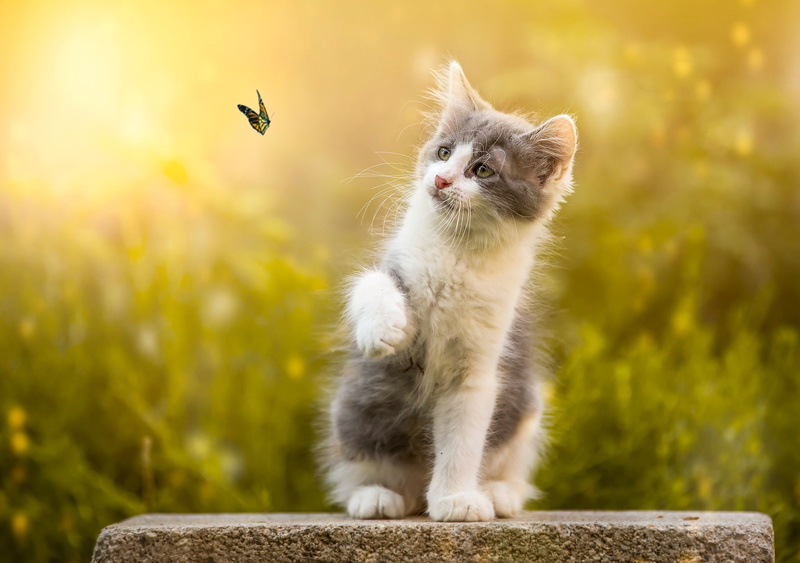 mammal, white, fur, insect, young Animal, summer, facing, no people, flying, cat, hair, domestic Cat, meadow, feline, portrait, sitting, sunlight, yellow