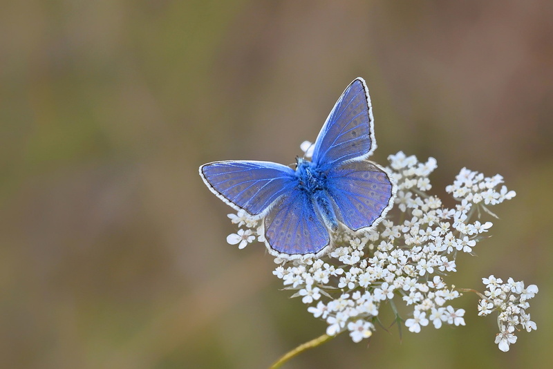 butterfly, flower, blue, nature, 1080P