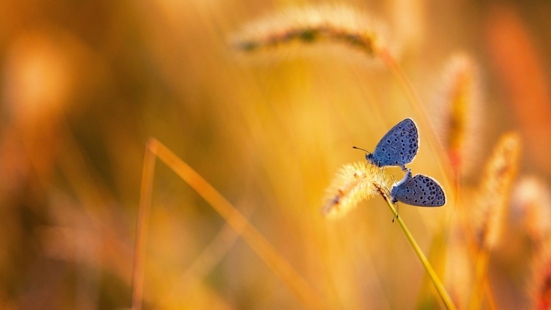 butterflies, invertebrate, animals in the wild, flower head, flowering plant, sunlight, selective focus, animal wing, blue, animal, two, butterfly, butterfly - insect