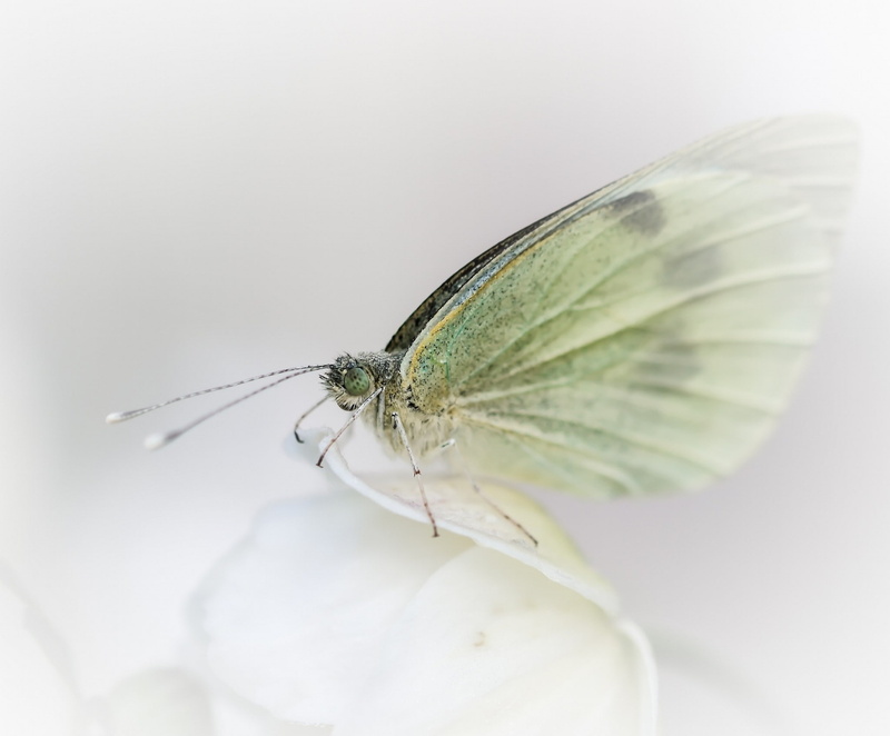 one animal, studio shot, photography, nature, plant part, animals in the wild, indoors, animal wildlife, animal themes, butterfly, animal, no people, green color