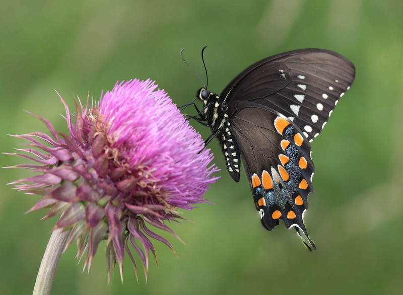 animal Wing, north carolina, summer, animal, Spicebush Swallowtail, swallowtail, Giant Swallowtail, butterfly - Insect, BRAVO, Swallowtail Butterfly, 4K