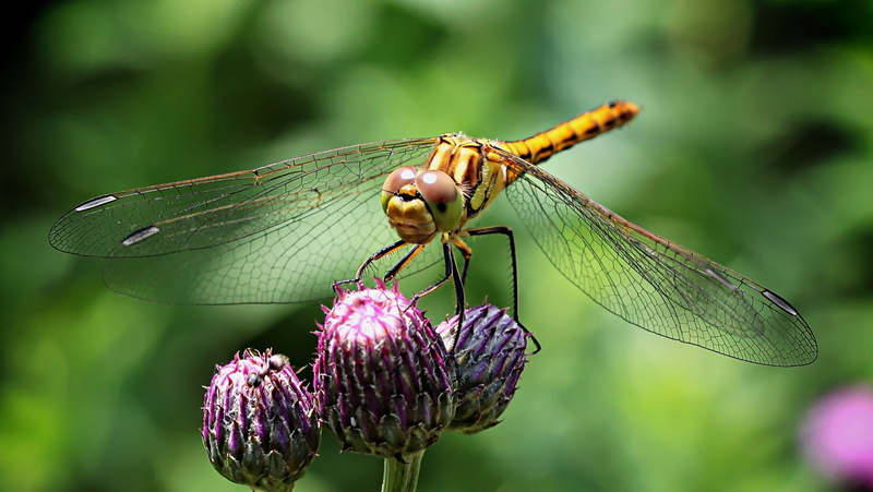 invertebrate, no people, plant, macro, animal, summer, red, butterfly - insect, fragility, purple, animal Wing, vulnerability, blue, 2K, one animal, backgrounds