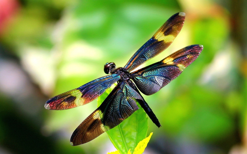 Wings, 1080P, Dragonfly, Insect